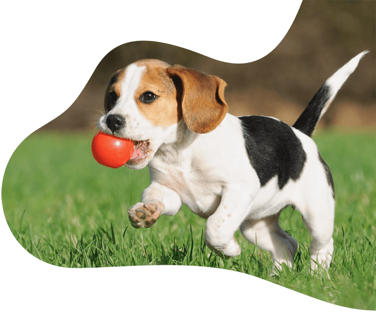 https://petsplusexpress.com/wp-content/uploads/2019/07/hero_image_01.png